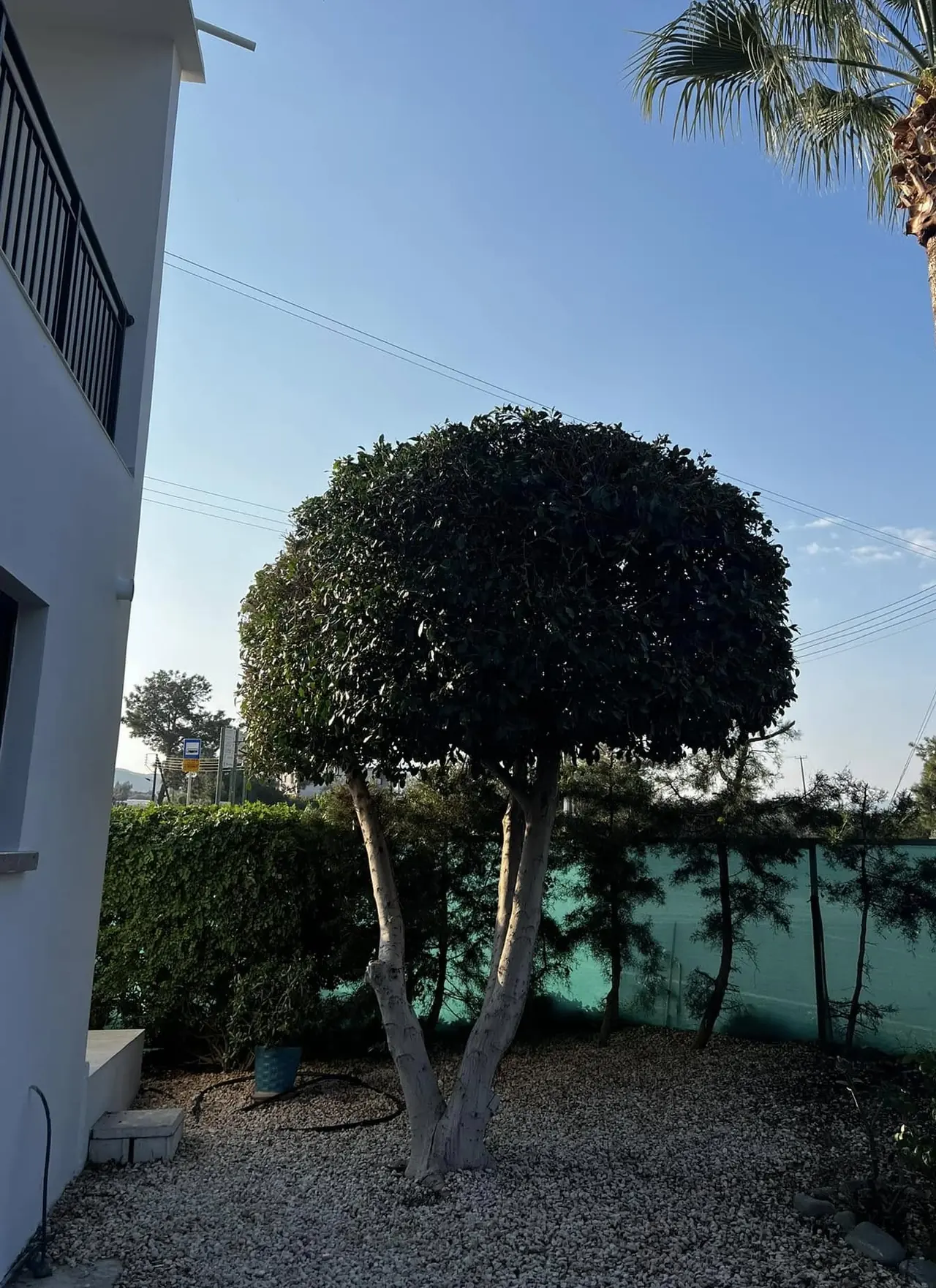The same tree shaped into a neat dome