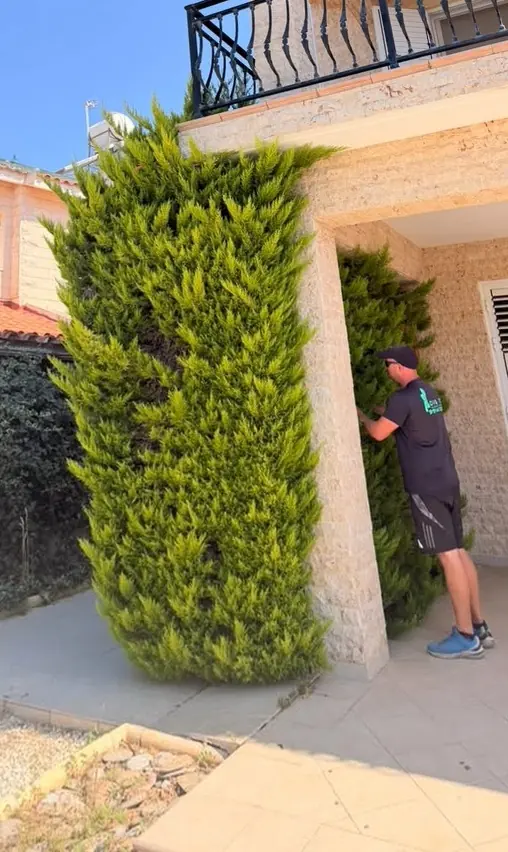 Overgrown conifer crowding a villa doorway