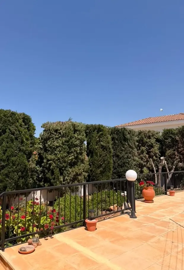 The same conifers reduced to a neat screen