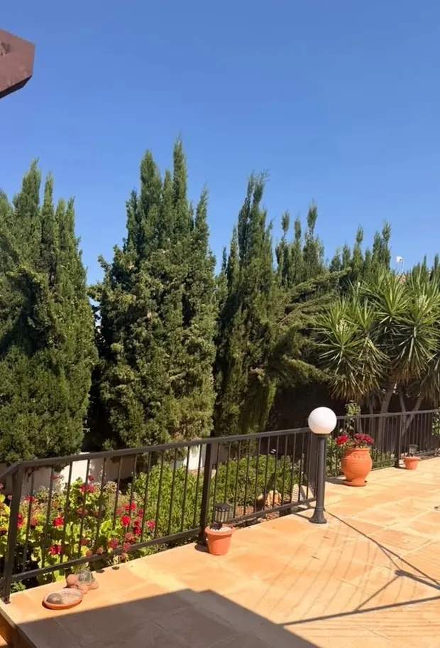 Tall conifers towering over a terrace