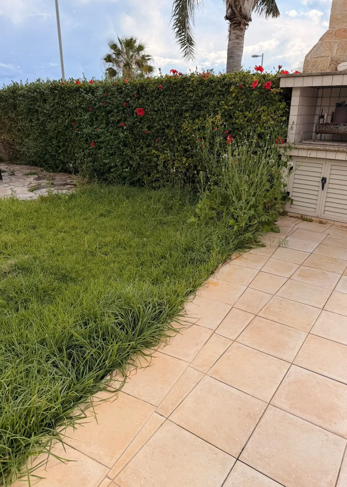 Lawn grown long and ragged over the paving