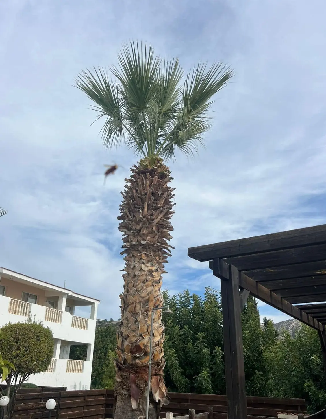 The same palm dressed back to a clean trunk