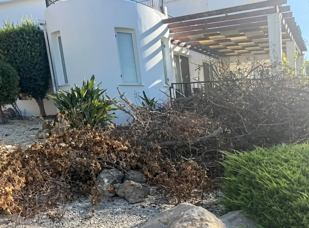 Villa garden bed buried under dead brush, before clearance