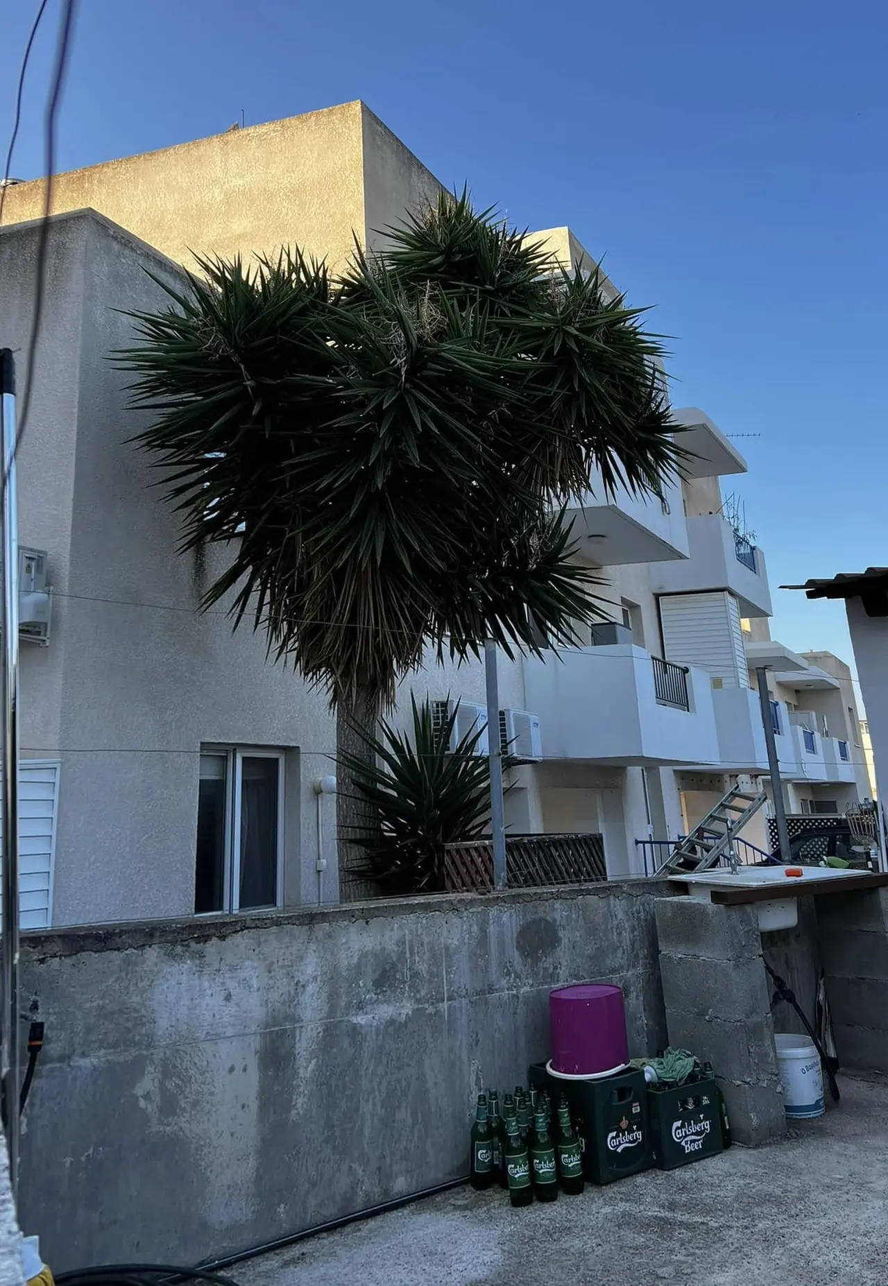 Large yucca overgrowing the side of an apartment block