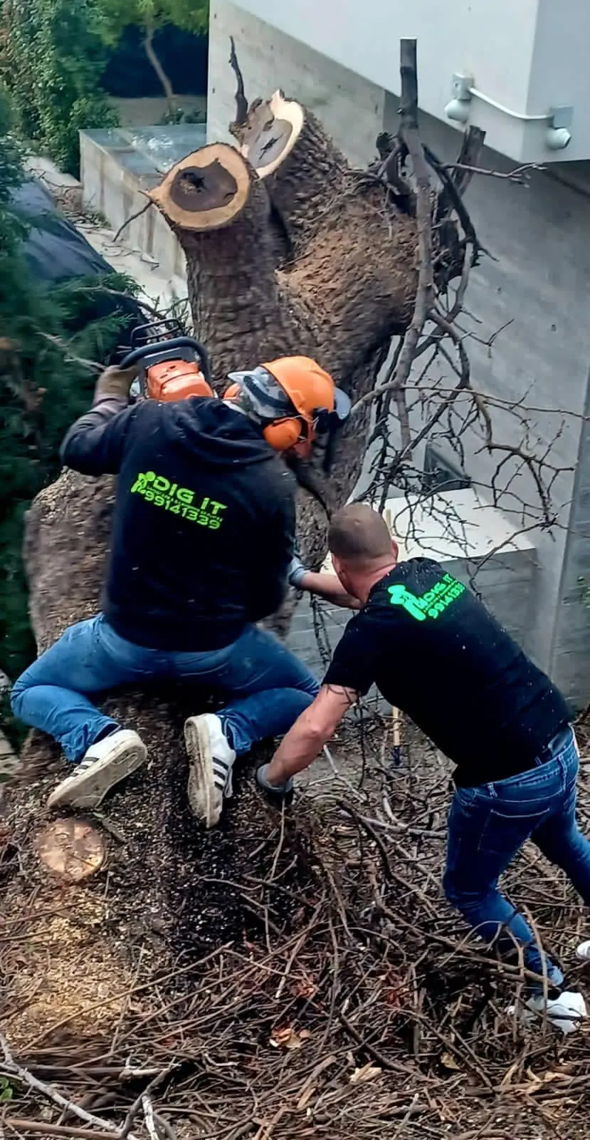 Two of the crew in helmets cutting through a large trunk
