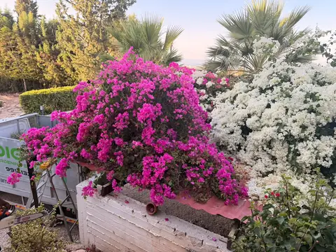 Pink and white bougainvillea
