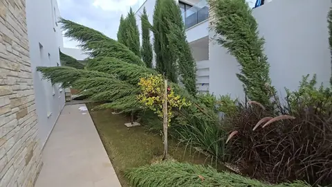 Planted border with cypresses and grasses