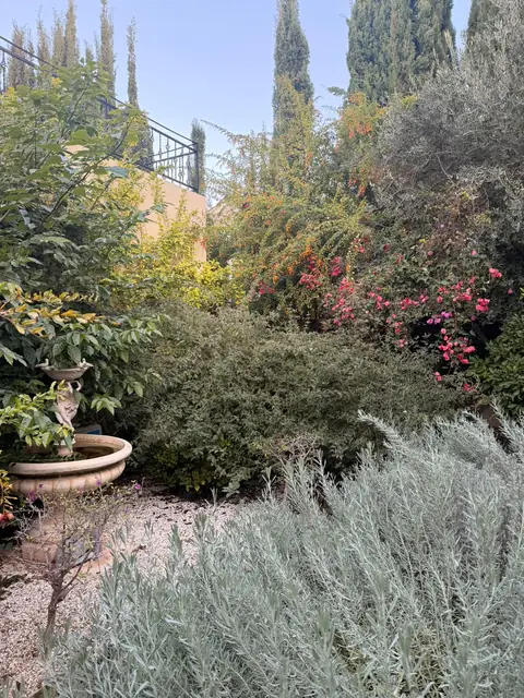 Mediterranean planting around a fountain