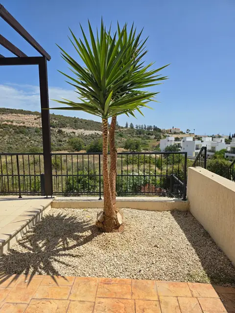 A yucca reduced and tidied