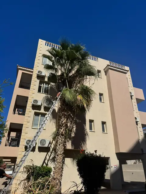 Palm work beside an apartment block