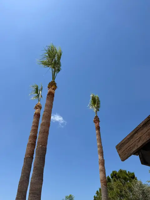 Three tall Washingtonia palms, dressed