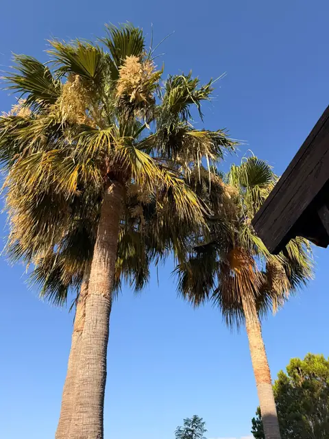 Looking up at freshly trimmed fan palms