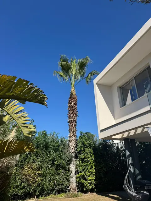 A Washingtonia palm cleaned up to the crown