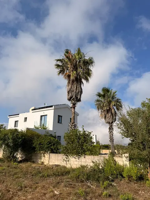 Fan palms dressed above a villa garden
