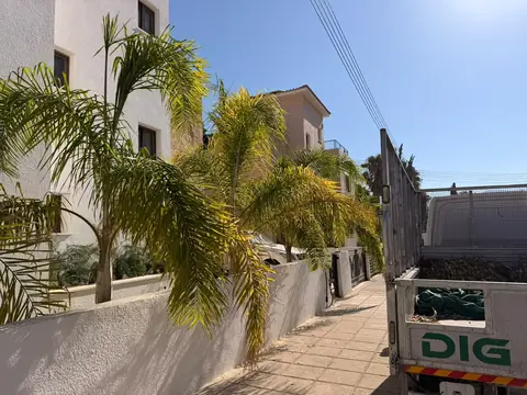 Queen palms tidied along the front wall