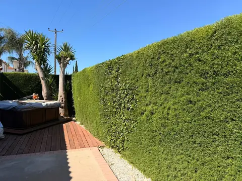 A long conifer hedge cut dead straight