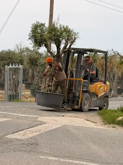 Moving a mature olive tree into place