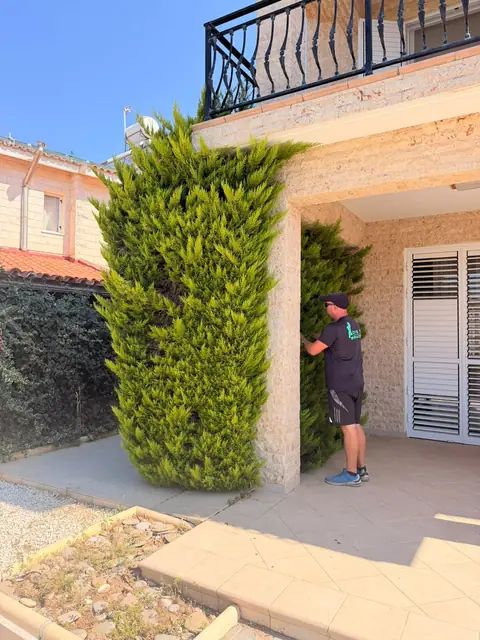 Clipping a conifer by the front door