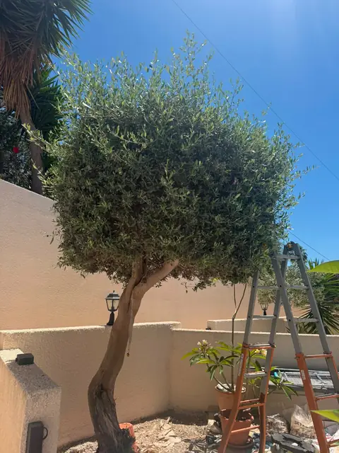 An olive tree mid-shaping, ladder in place