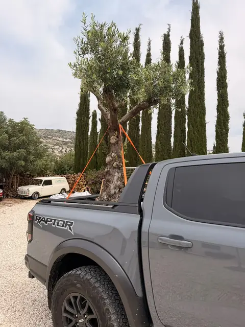 A mature olive tree on its way to planting