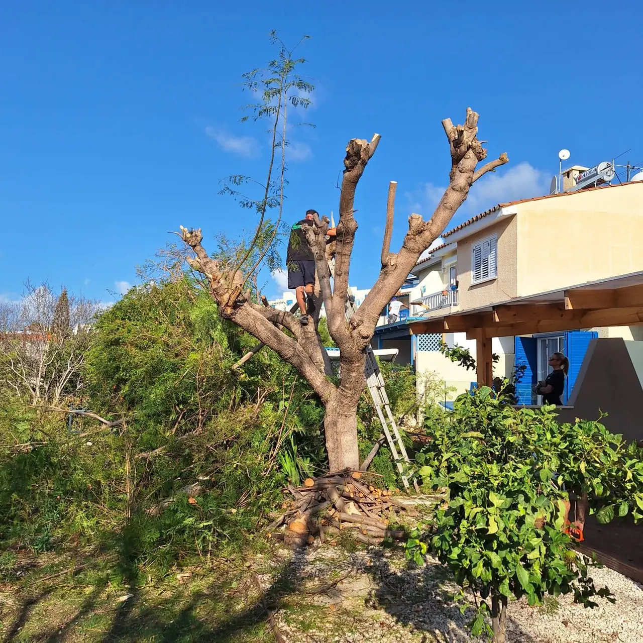 Crew reducing a large tree beside a house